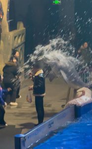 大连海洋馆白鲸喷水灭烟火爆出圈，幕后故事曝光