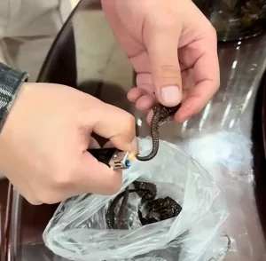 十年海马药酒碎了，结果竟是塑料！