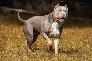 收养流浪狗酿悲剧：2岁男童被咬死，父母双双被捕